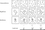 Intact perception of coherent motion, dynamic rigid form, and biological motion in chronic schizophrenia
